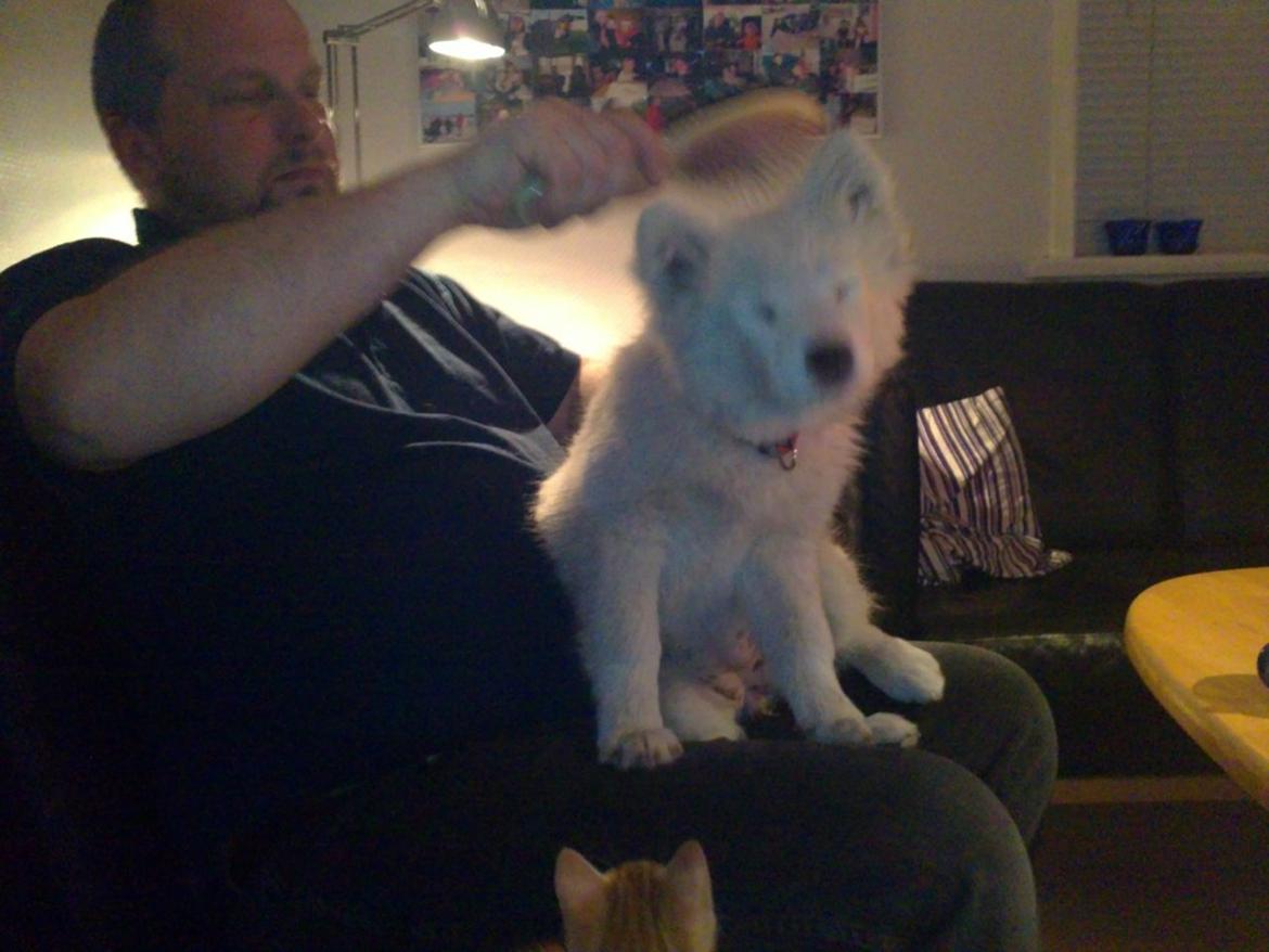 Dansk Spids Ami billede 9