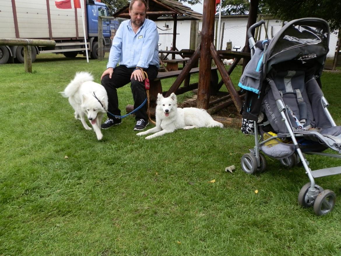 Dansk Spids Ami billede 10