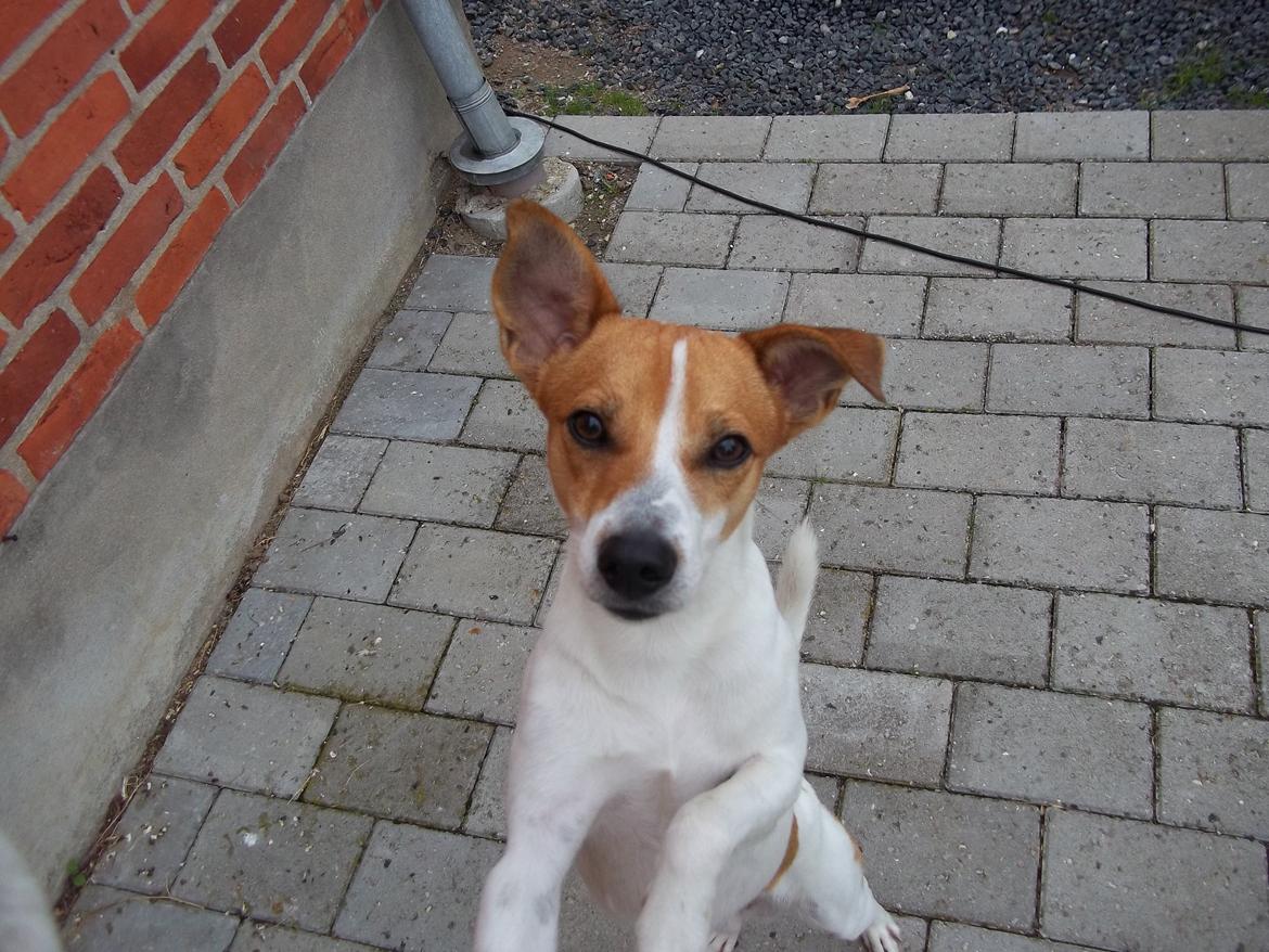 Blanding af racer Milo Max billede 14