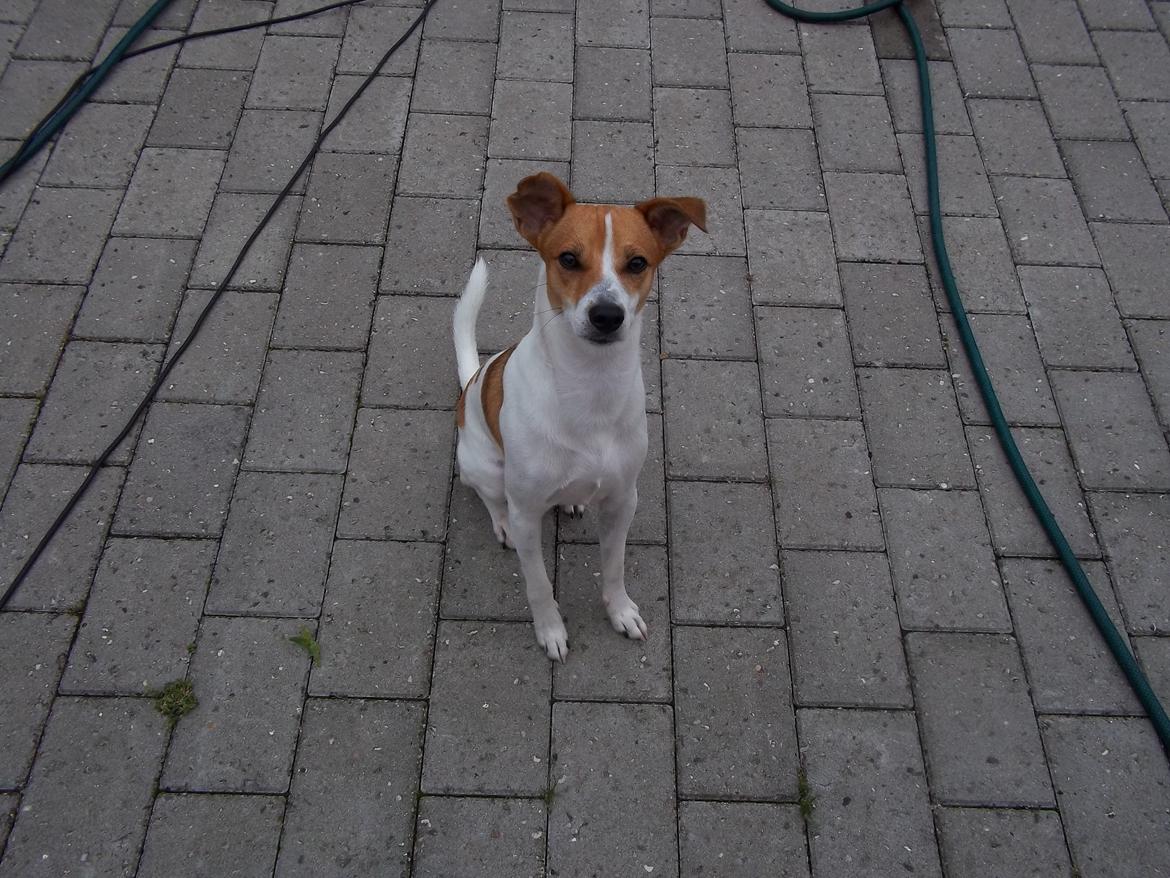 Blanding af racer Milo Max billede 15