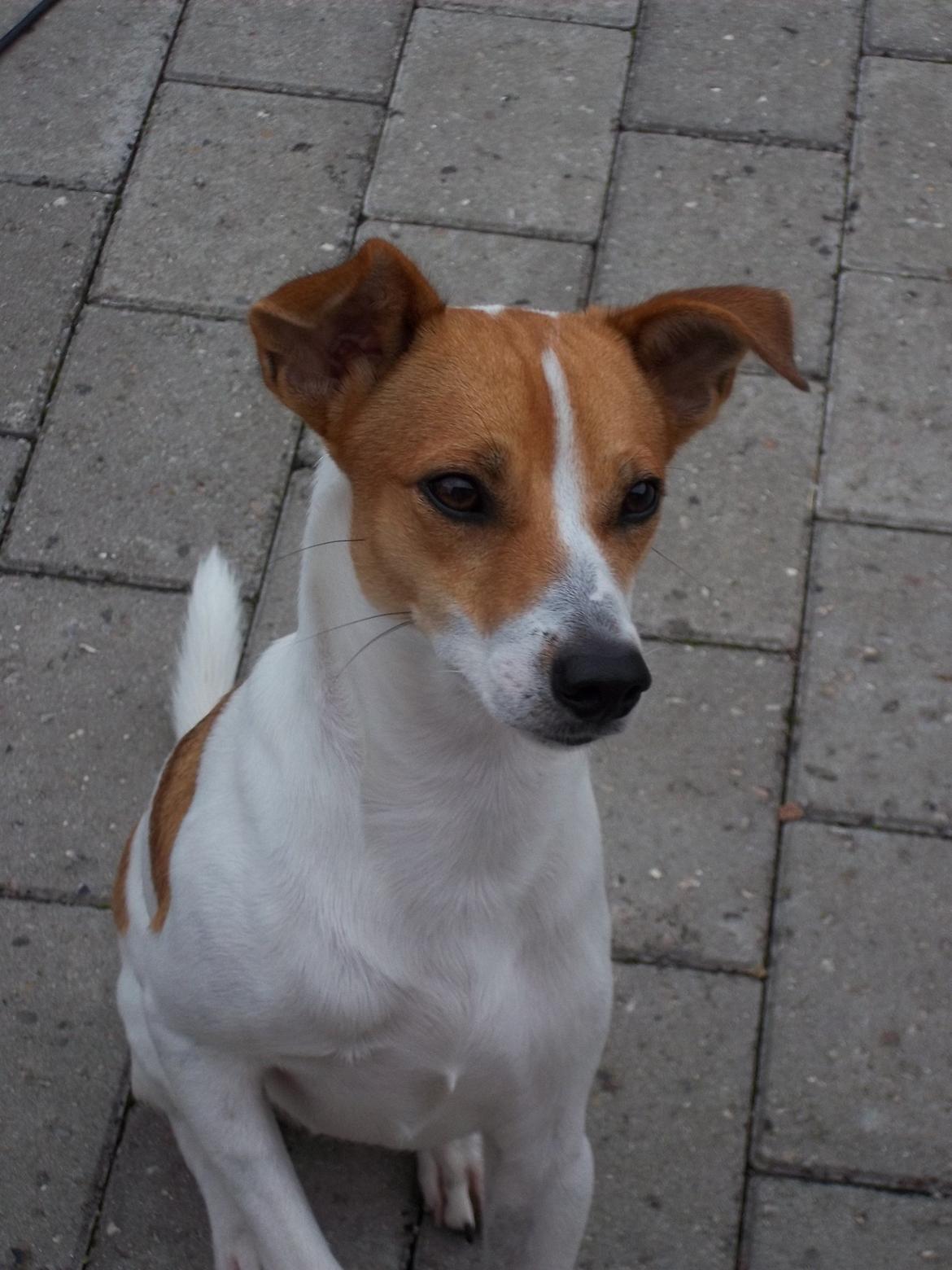 Blanding af racer Milo Max billede 16