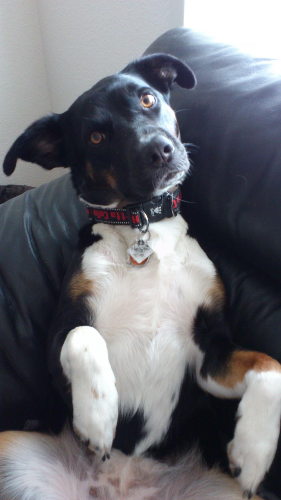 Blanding af racer Daisy billede 1