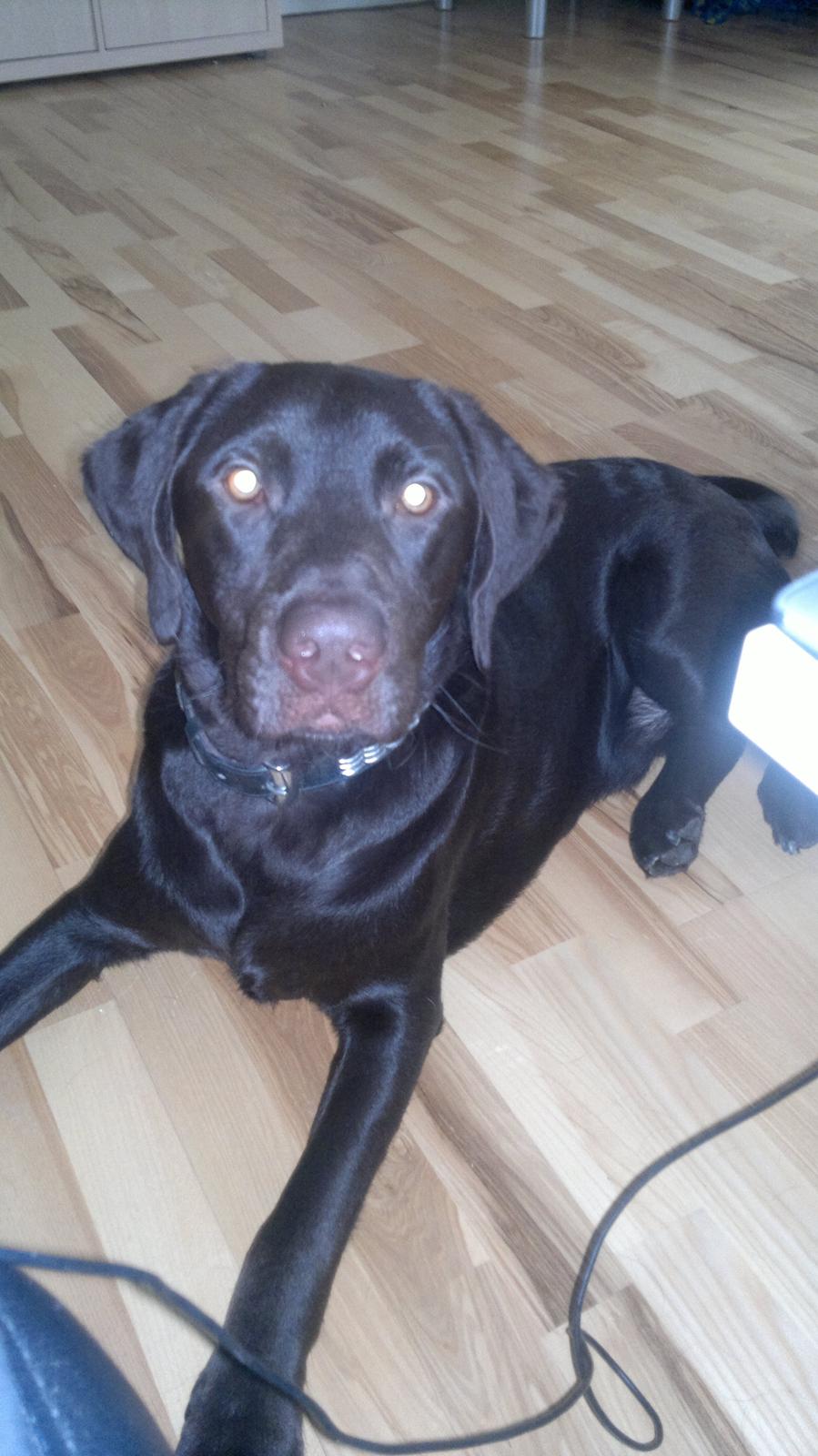 Labrador retriever Basse billede 1