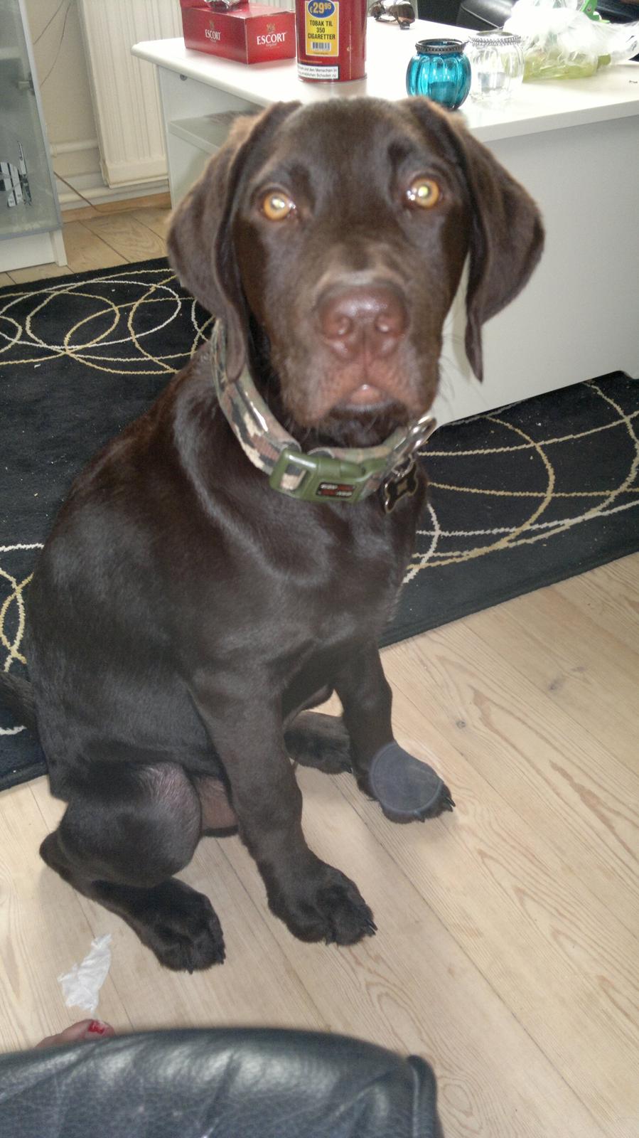 Labrador retriever Basse billede 2