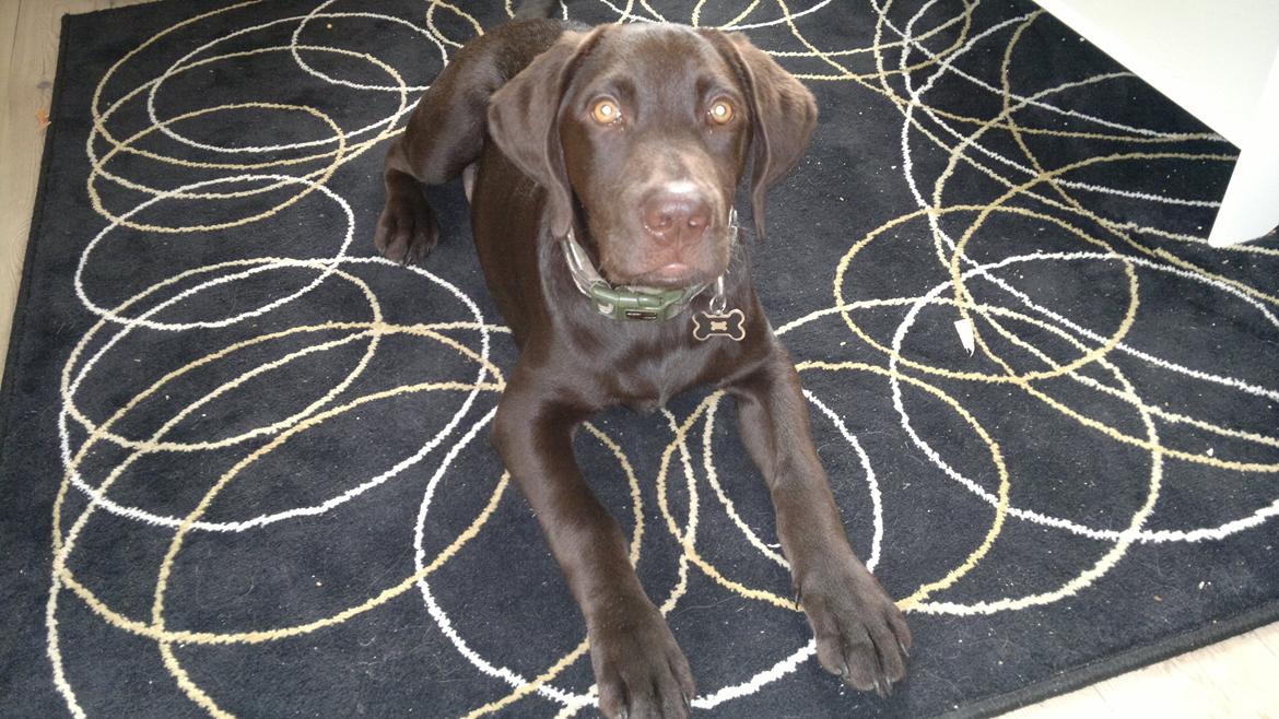 Labrador retriever Basse billede 3