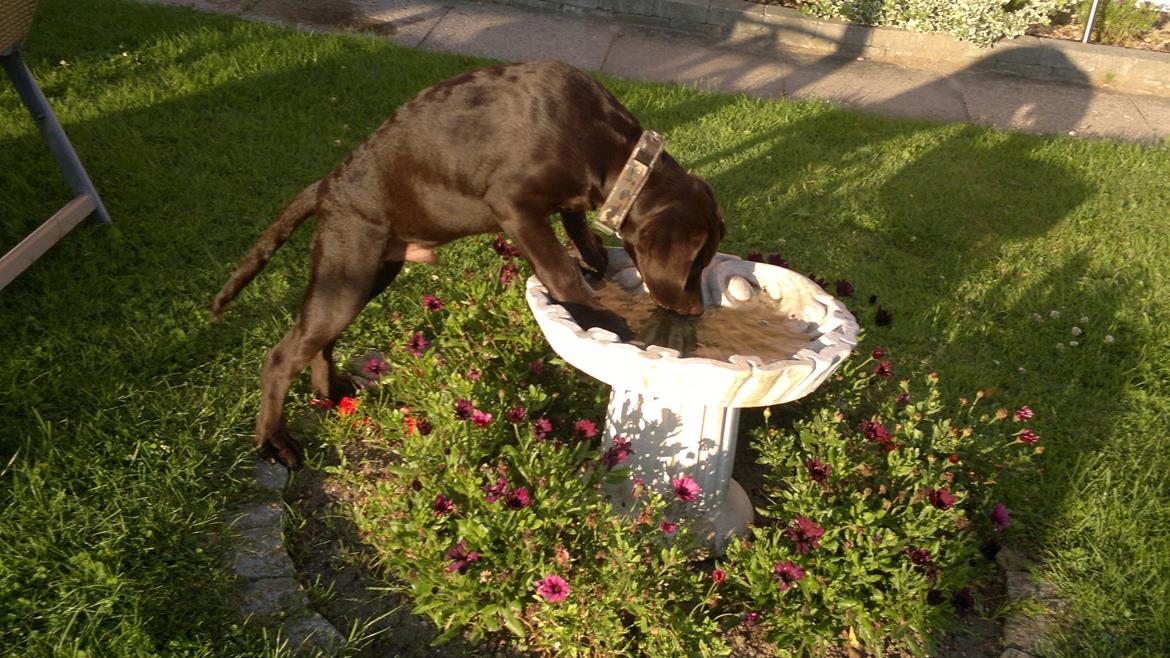 Labrador retriever Basse billede 4