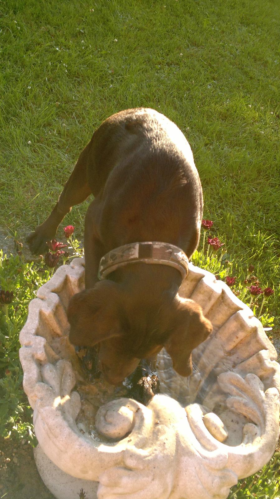 Labrador retriever Basse billede 5