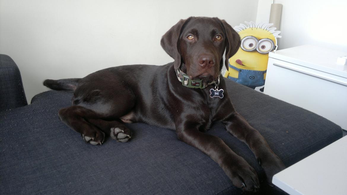 Labrador retriever Basse billede 6