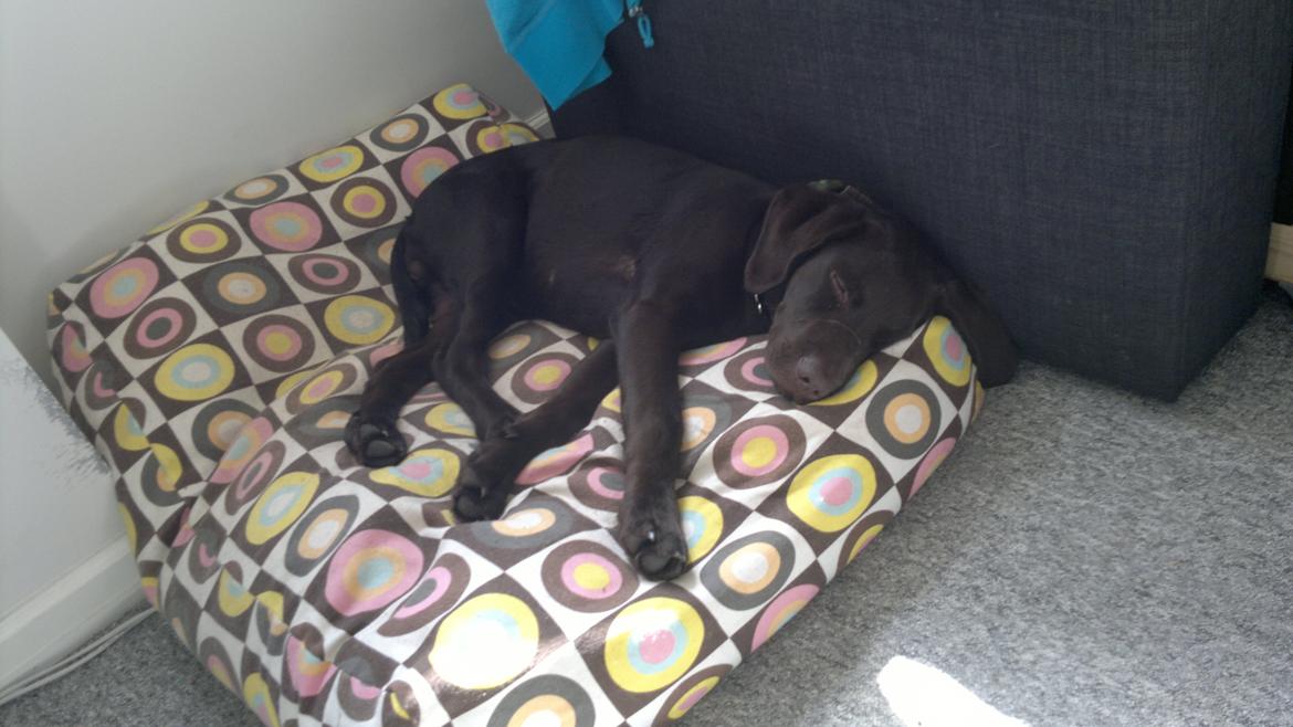 Labrador retriever Basse billede 7