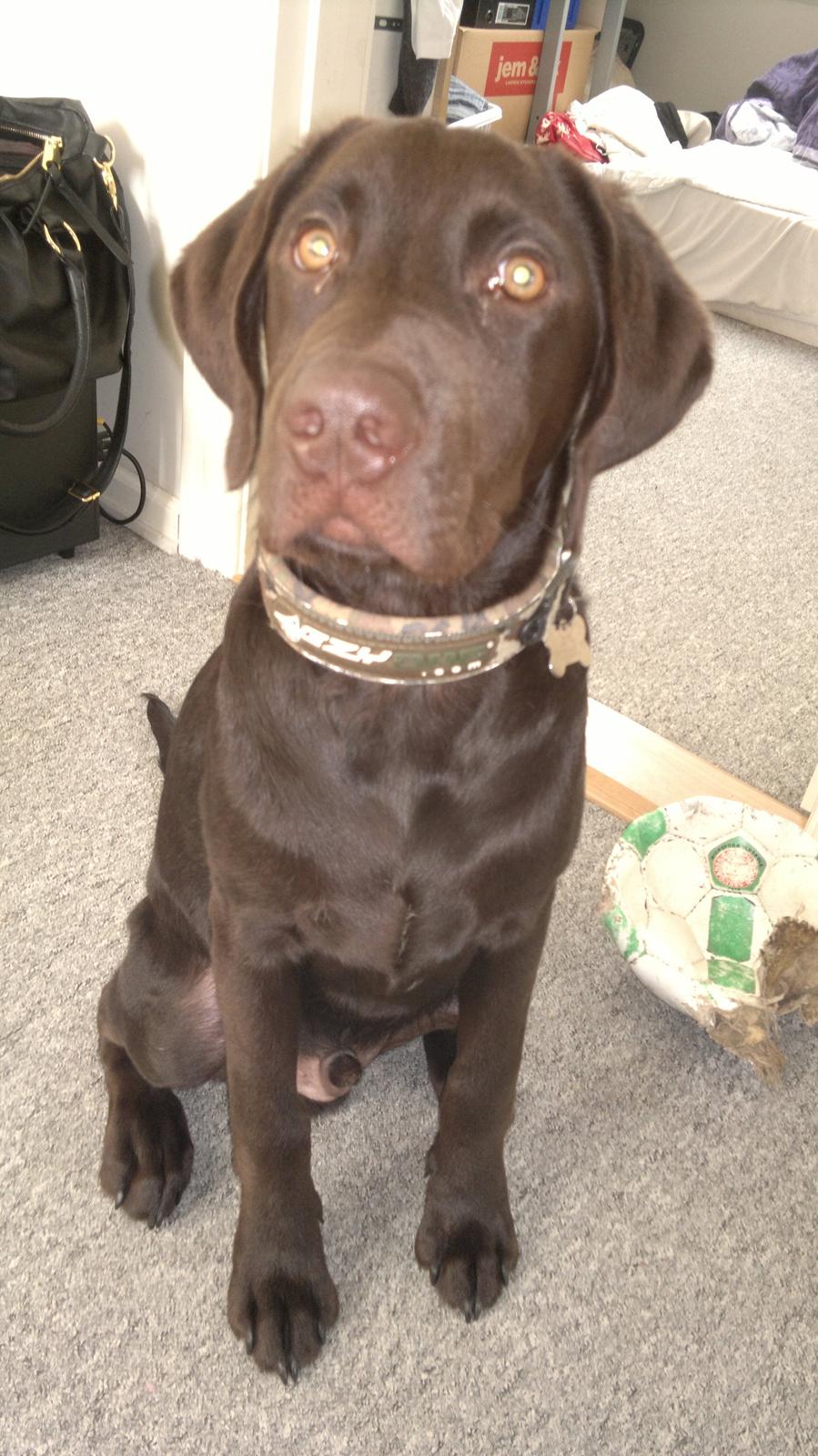 Labrador retriever Basse billede 8