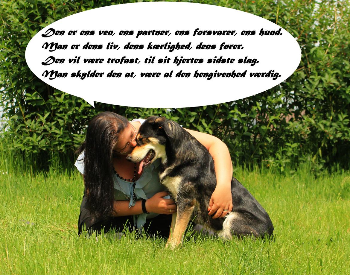 Blanding af racer Akeela billede 20