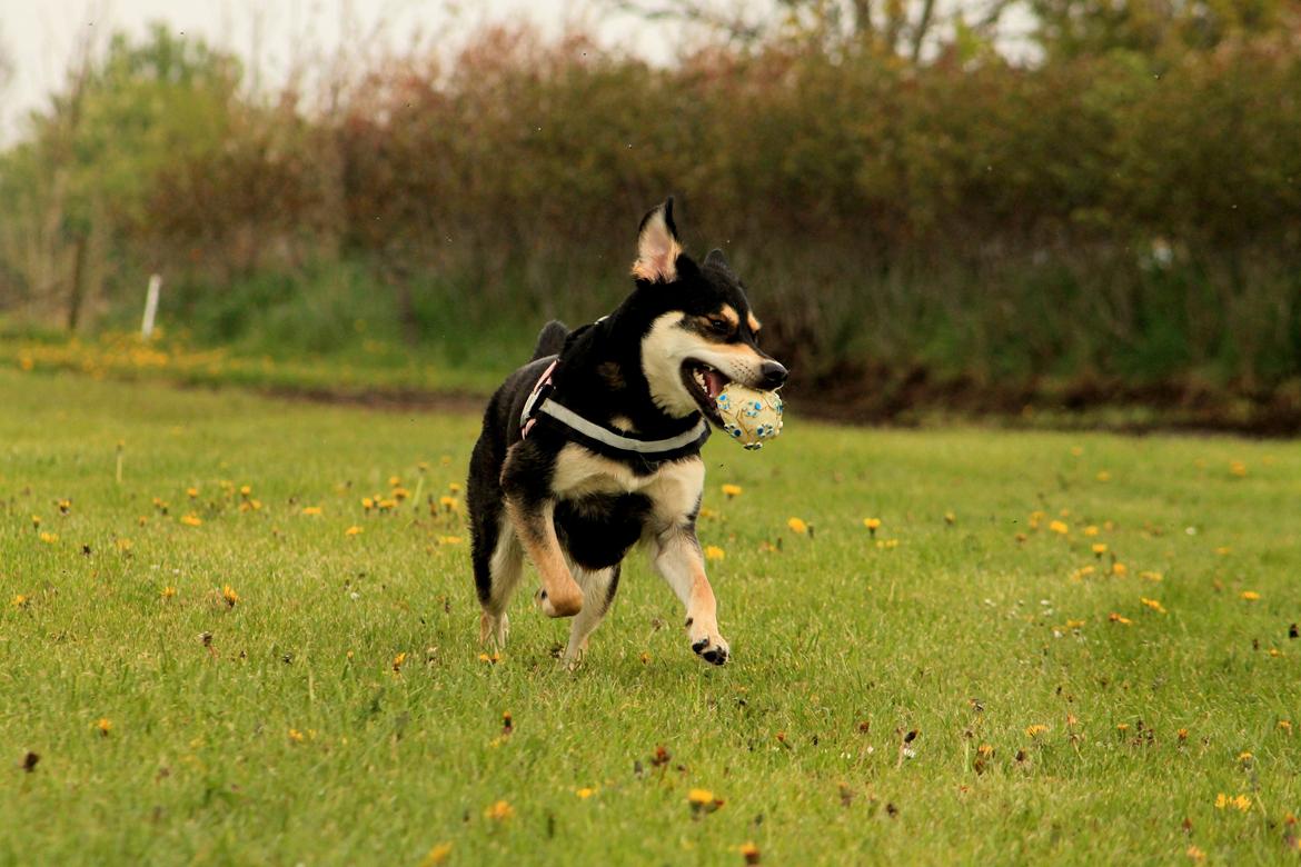 Blanding af racer Akeela billede 19