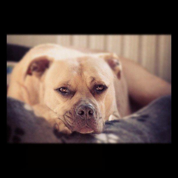 Amerikansk staffordshire terrier ~¤ DJANGO ¤~ billede 1