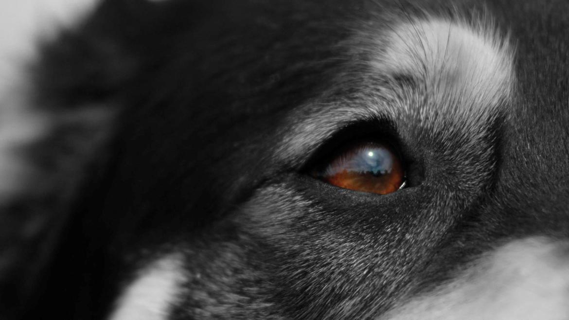 Blanding af racer Akeela billede 6