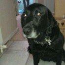 Blanding af racer Pjuske<3 - 17. I look into you're eyes says more than 1000 words. <3 billede 17