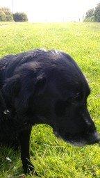 Blanding af racer Pjuske<3 - 19. På tur! :-D Hvilket hun jo bare elsker <3 billede 19