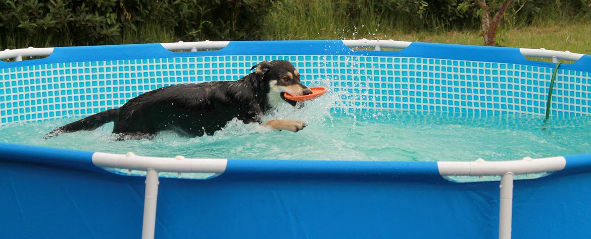 Blanding af racer Akeela - Ude og bade i min pool :) billede 18