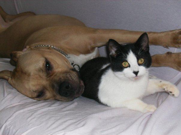 Amerikansk staffordshire terrier ~¤ DJANGO ¤~ billede 15