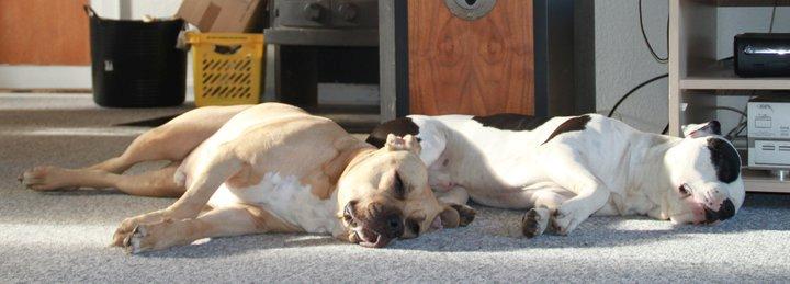 Amerikansk staffordshire terrier ~¤ DJANGO ¤~ billede 16