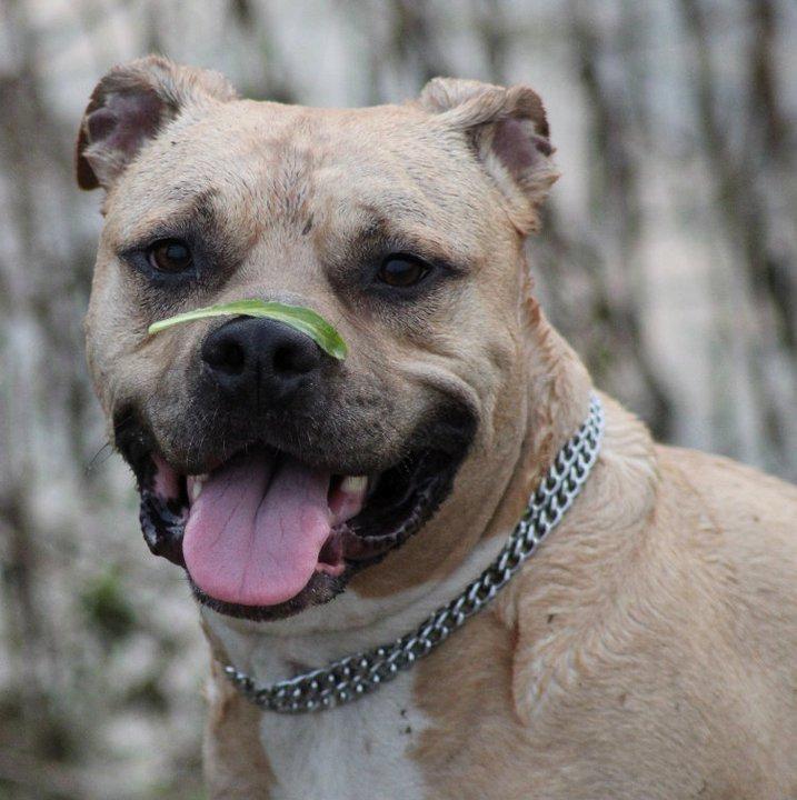 Amerikansk staffordshire terrier ~¤ DJANGO ¤~ billede 17