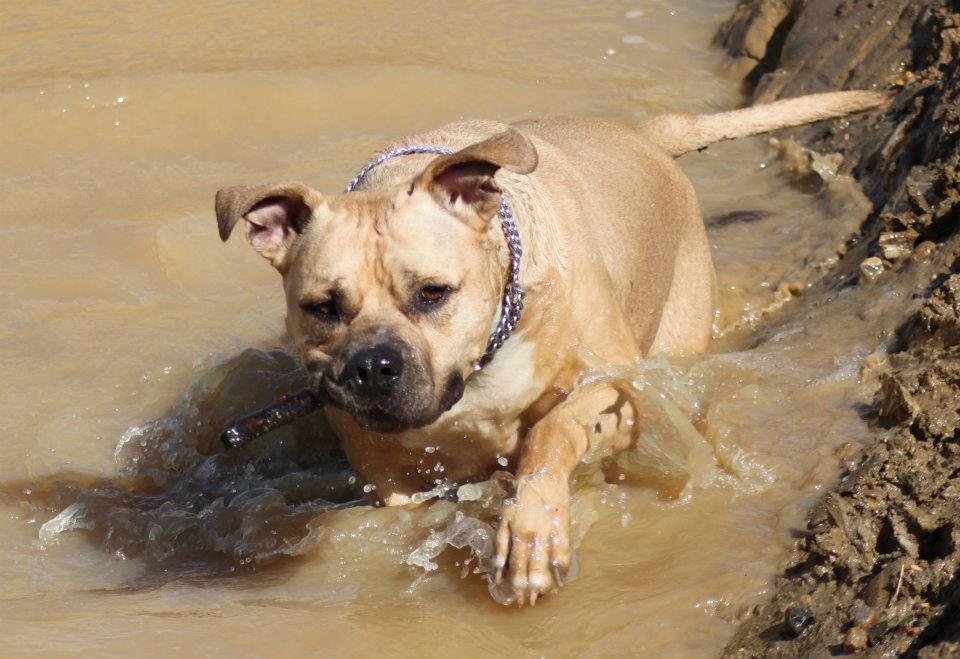 Amerikansk staffordshire terrier ~¤ DJANGO ¤~ billede 18