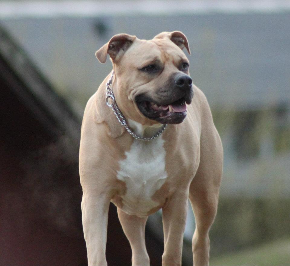 Amerikansk staffordshire terrier ~¤ DJANGO ¤~ billede 19