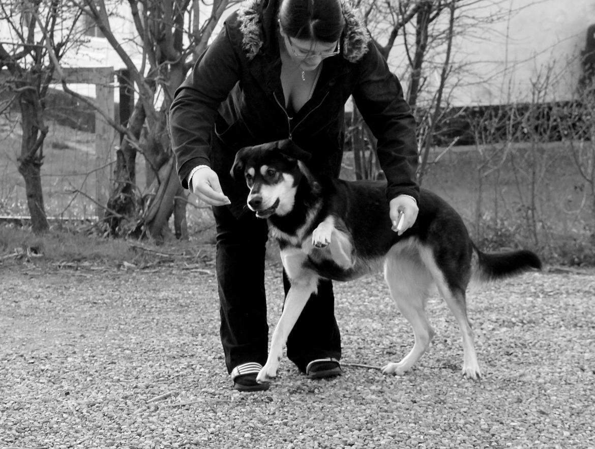 Blanding af racer Akeela - Halte, på kommando :)
 billede 3