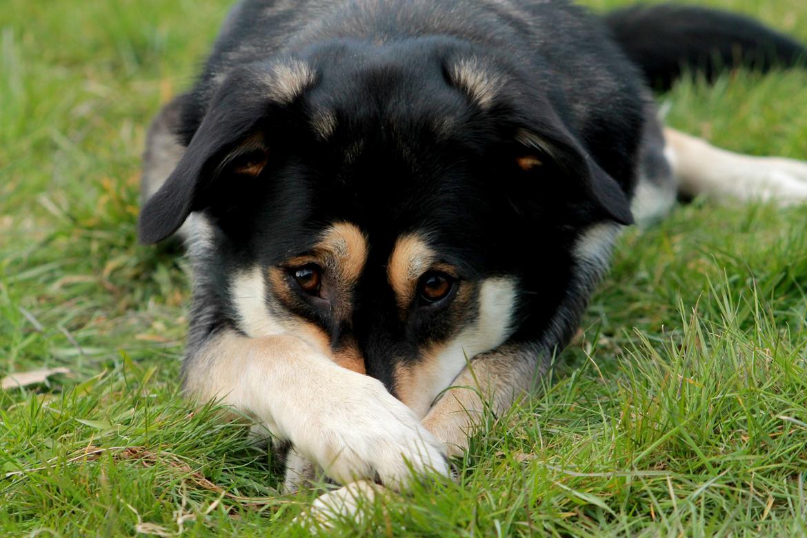 Blanding af racer Akeela - Gemme, på kommando :) billede 24