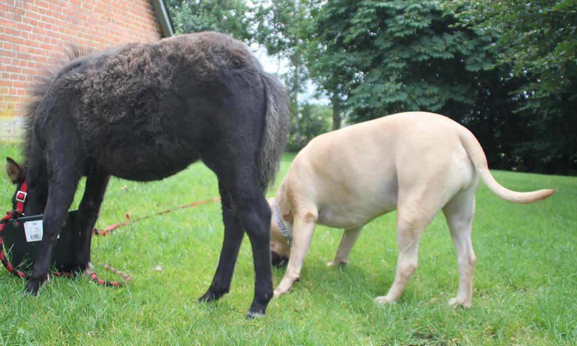 Amerikansk staffordshire terrier ~¤ DJANGO ¤~ billede 20