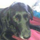 Blanding af racer Pjuske<3 - 18. Igen slapper hun lidt af <3 billede 18