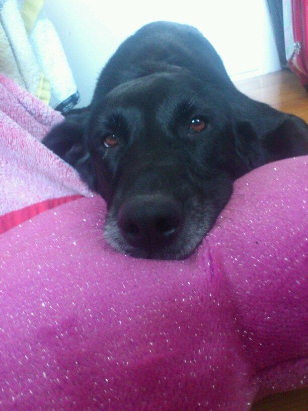 Blanding af racer Pjuske<3 - 3. Pjulle tager en slapper :P <3 Tihi jeg tror ikke hun gider mere lige nu :-* Taget af Thea <3 billede 3