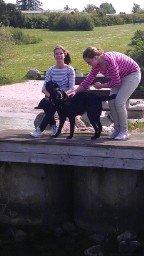 Blanding af racer Pjuske<3 - Pjuske på tur med mig & min veinde :-* Hun var nede & svømme den nutede hund :-* billede 12