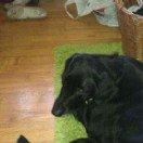 Blanding af racer Pjuske<3 - 6. Pjulle har ikke brug for at være udenfor med hendes grønne græstæppe :D  billede 6