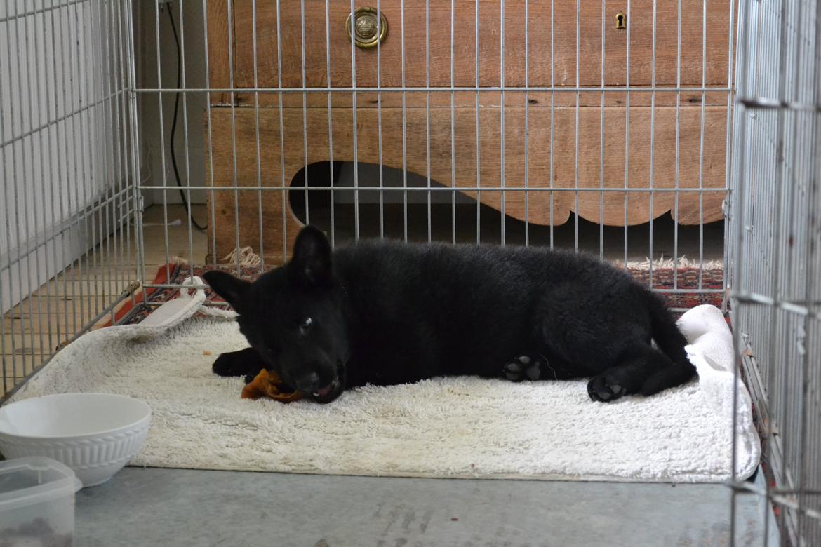 Schæferhund Amigo. billede 1