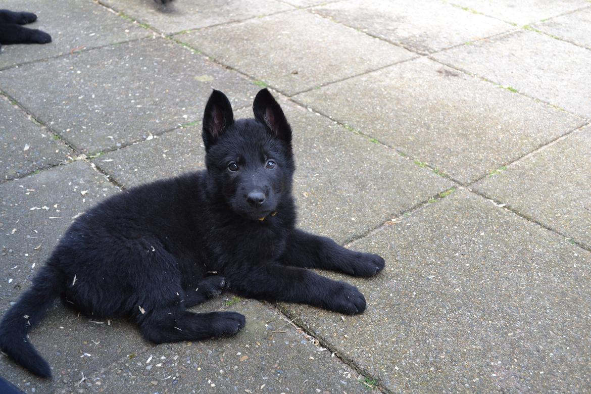 Schæferhund Amigo. billede 2