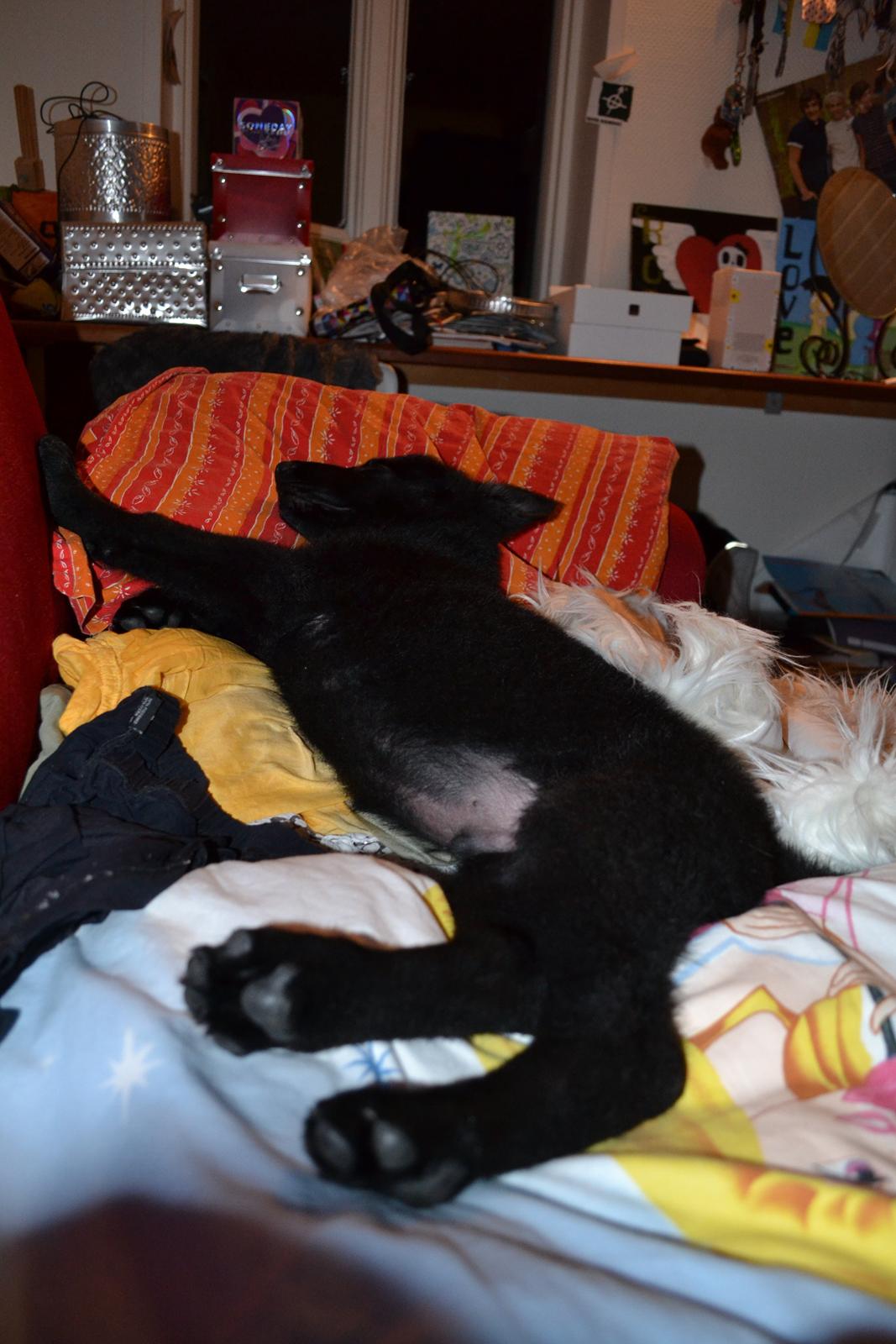 Schæferhund Amigo. billede 3