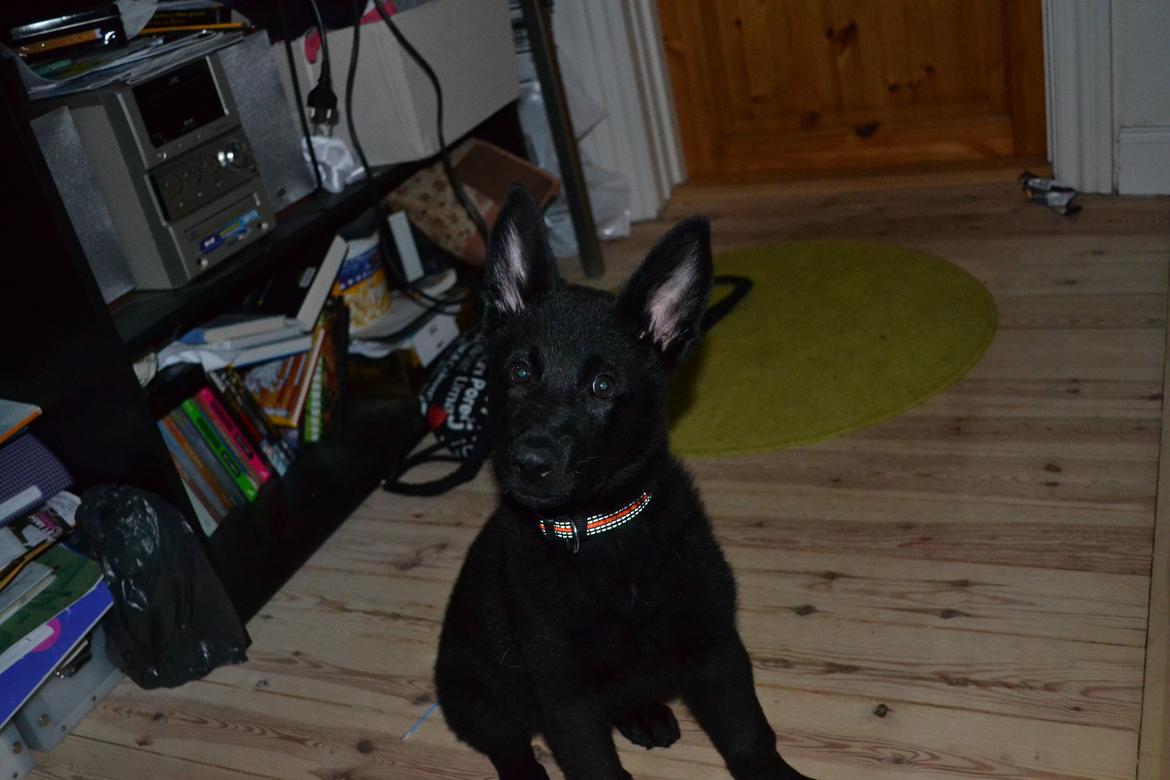 Schæferhund Amigo. billede 4