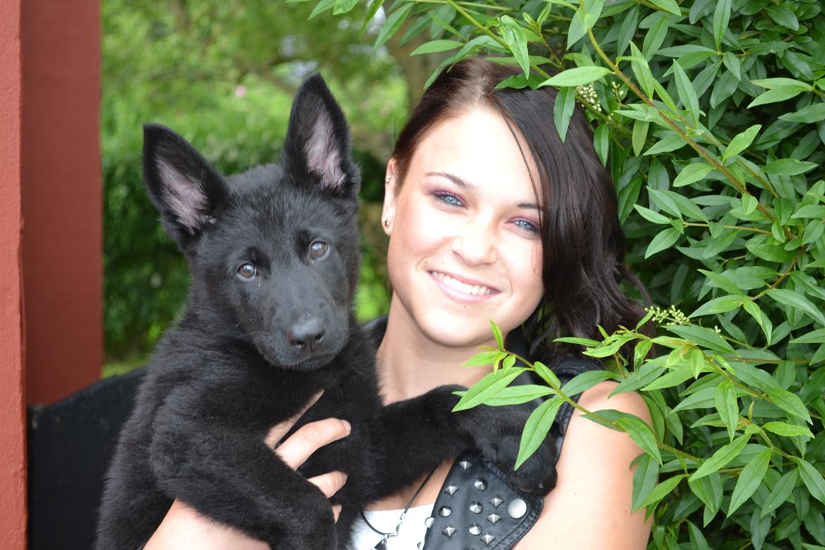 Schæferhund Amigo. billede 5