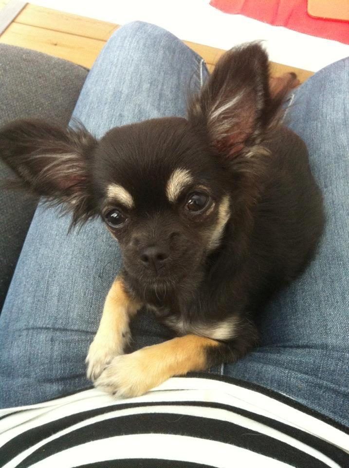 Chihuahua Aya billede 13