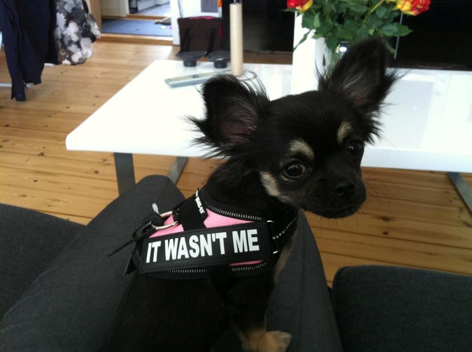 Chihuahua Aya - passer godt til det uskyldige blik billede 14