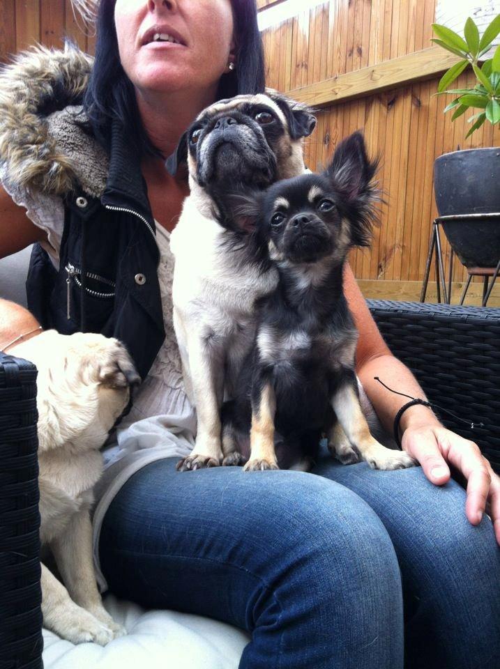 Chihuahua Aya billede 15