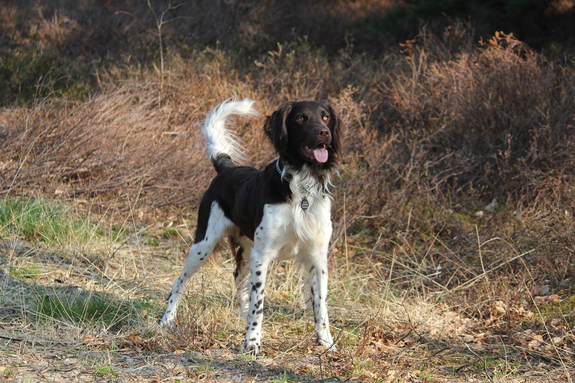 Kleiner münsterländer Zanto billede 5