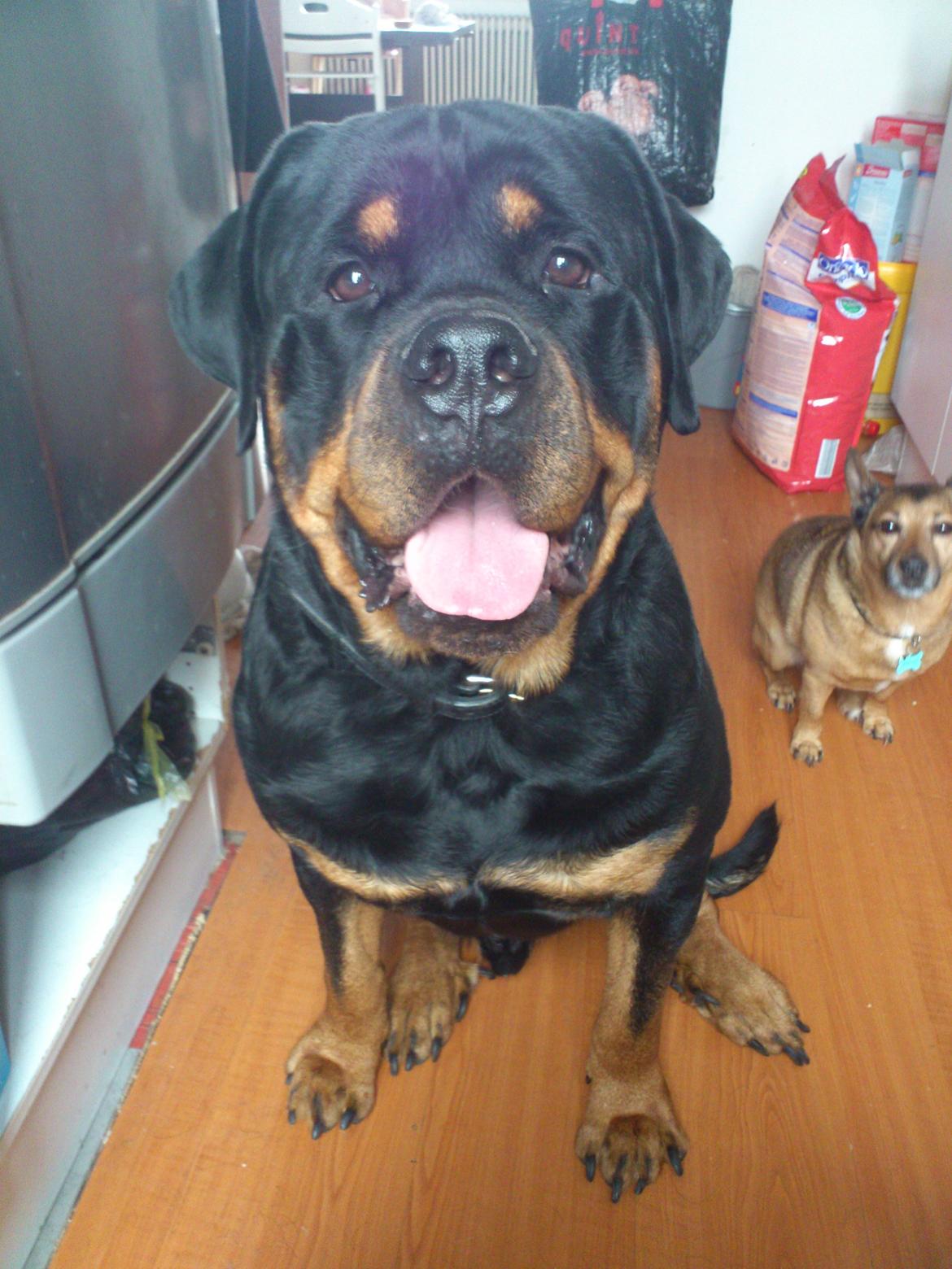 Rottweiler Felix - Felix 2012 billede 1