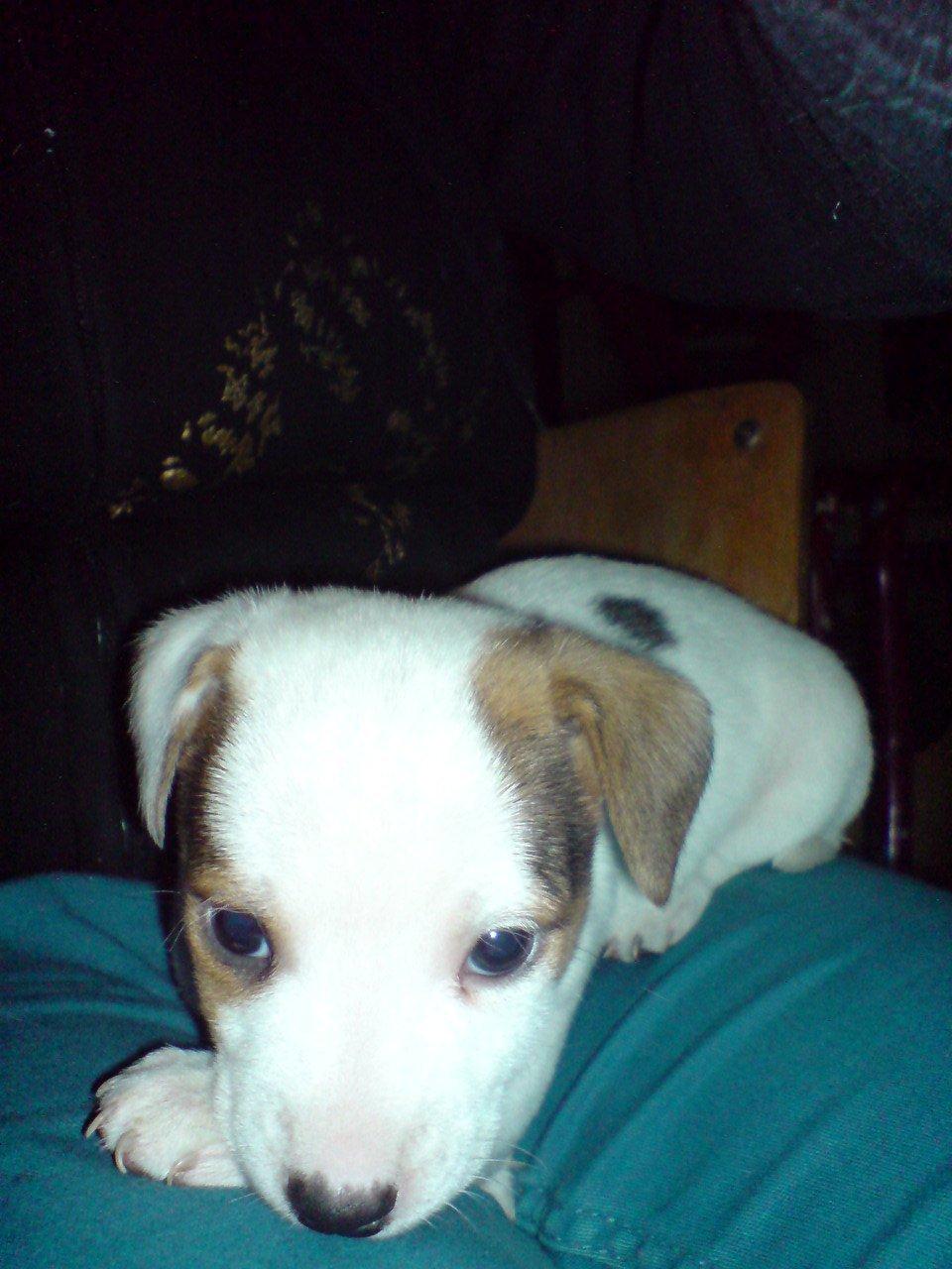 Jack russell terrier Kiwie billede 1