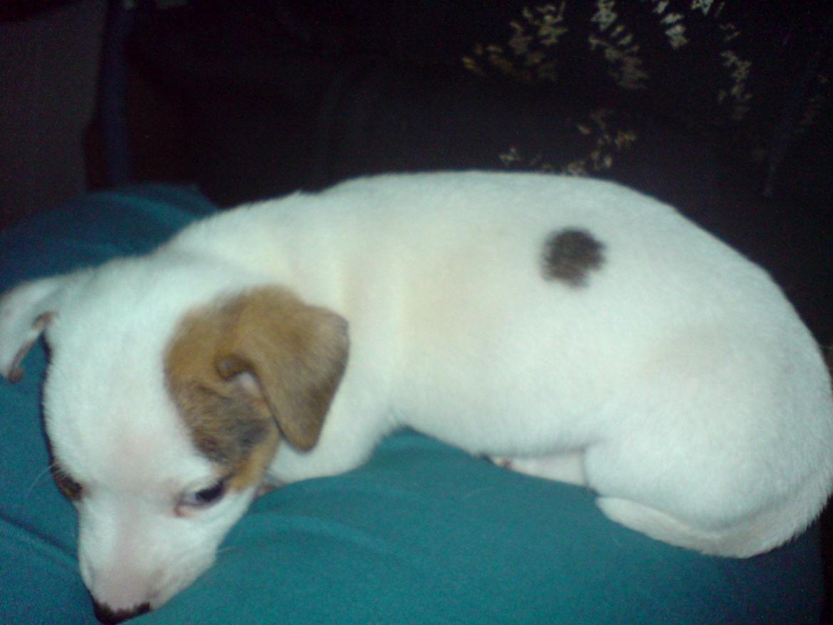 Jack russell terrier Kiwie billede 2