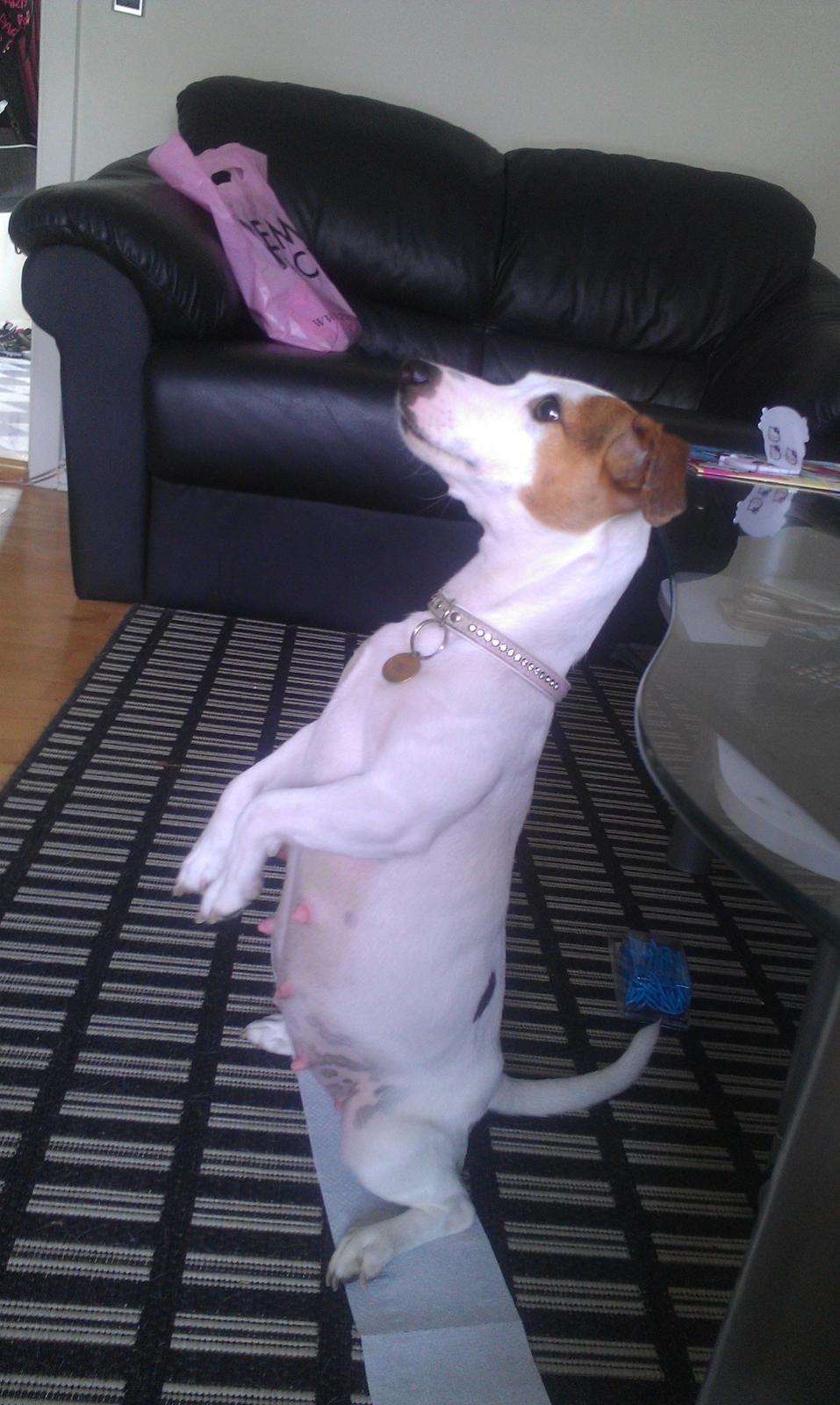 Jack russell terrier Kiwie billede 3