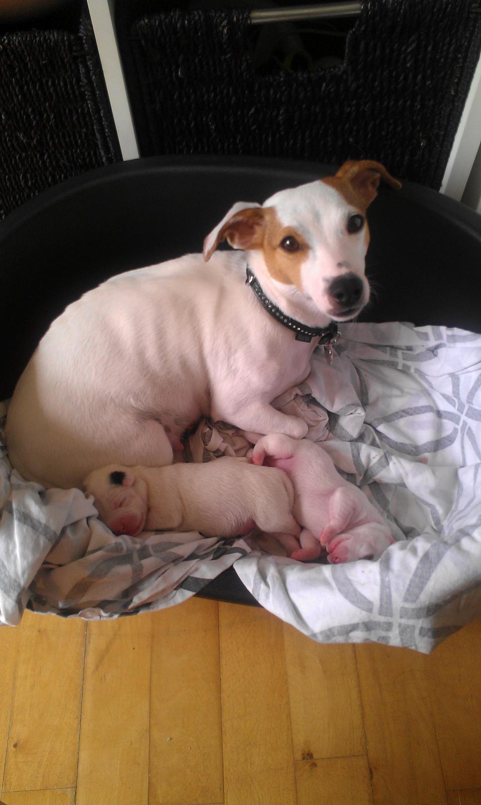 Jack russell terrier Kiwie billede 4