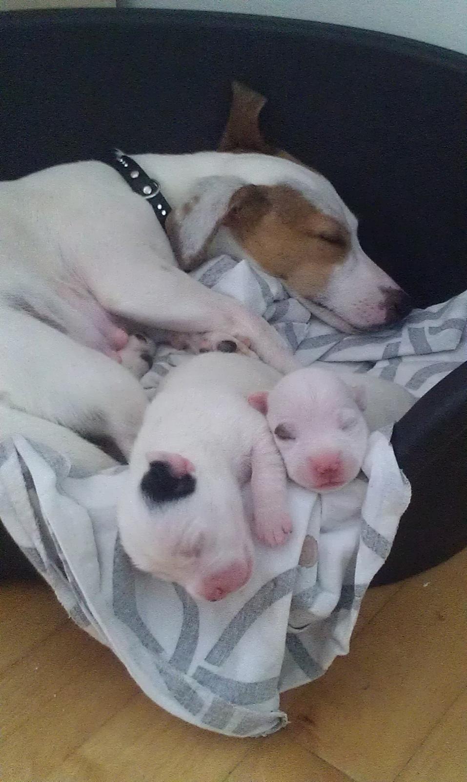 Jack russell terrier Kiwie billede 5