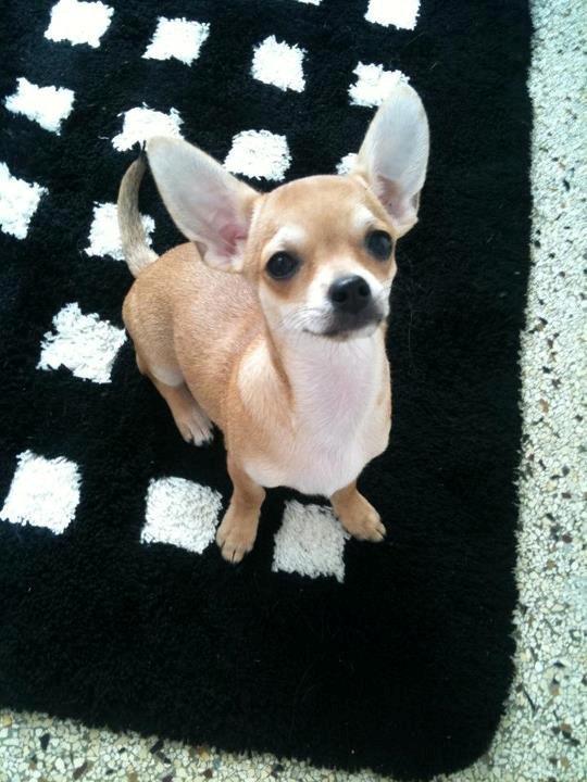 Chihuahua Tico billede 1