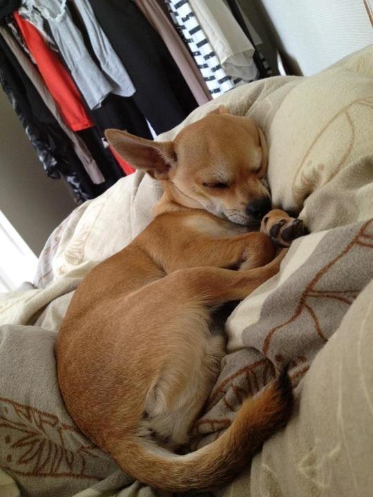 Chihuahua Tico billede 2